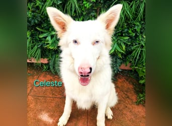 Celeste geb. 01/2024 (ESP) - besonderer Border Collie sucht besondere Menschen!