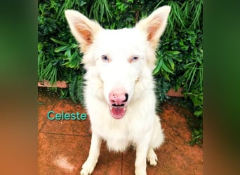 Celeste geb. 01/2024 (ESP) - besonderer Border Collie sucht besondere Menschen!
