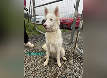 DRINGEND! Celeste2 geb. 01/2024 (ESP) - besonderer Border Collie sucht besondere Menschen!
