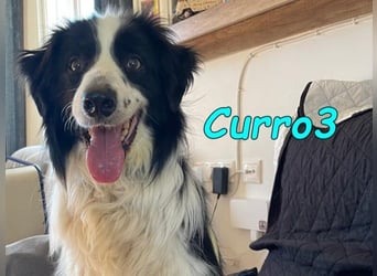 Curro3 geb. 05/2019 (ESP) - liebenswerter, arbeitswilliger Traumhund sucht sein Zuhause!