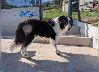 Billy1 geb. 01/2020 (GRC) - menschenbezogener, freundlicher und anhänglicher Border Collie!