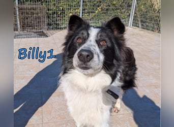 Billy1 geb. 01/2020 (GRC) - menschenbezogener, freundlicher und anhänglicher Border Collie!