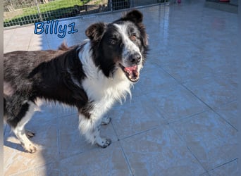 Billy1 geb. 01/2020 (GRC) - menschenbezogener, freundlicher und anhänglicher Border Collie!
