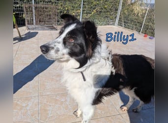 Billy1♥️geb. 01/2020 (GRC) - menschenbezogener, freundlicher und anhänglicher Border Collie!