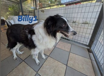 Billy1♥️geb. 01/2020 (GRC) - menschenbezogener, freundlicher und anhänglicher Border Collie!
