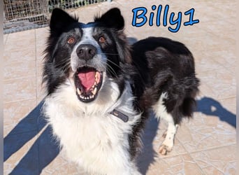 Billy1 geb. 01/2020 (GRC) - menschenbezogener, freundlicher und anhänglicher Border Collie!