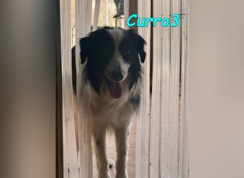 Curro3 geb. 05/2019 (ESP) - liebenswerter, arbeitswilliger Traumhund sucht sein Zuhause!
