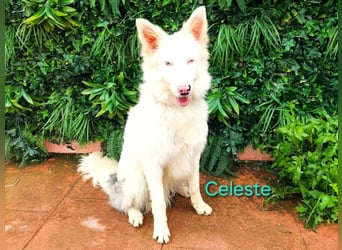 Celeste geb. 01/2024 (ESP) - besonderer Border Collie sucht besondere Menschen!