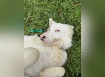 Celeste geb. 01/2024 (ESP) - besonderer Border Collie sucht besondere Menschen!
