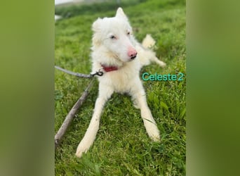 DRINGEND! Celeste2 geb. 01/2024 (ESP) - besonderer Border Collie sucht besondere Menschen!