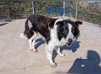 Billy1 geb. 01/2020 (GRC) - menschenbezogener, freundlicher und anhänglicher Border Collie!