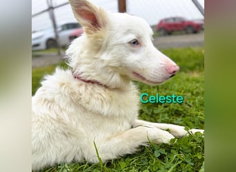 Celeste geb. 01/2024 (ESP) - besonderer Border Collie sucht besondere Menschen!