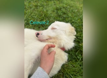 DRINGEND! Celeste2 geb. 01/2024 (ESP) - besonderer Border Collie sucht besondere Menschen!
