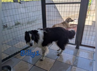 Billy1♥️geb. 01/2020 (GRC) - menschenbezogener, freundlicher und anhänglicher Border Collie!