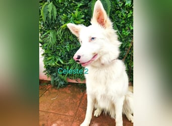 DRINGEND! Celeste2 geb. 01/2024 (ESP) - besonderer Border Collie sucht besondere Menschen!
