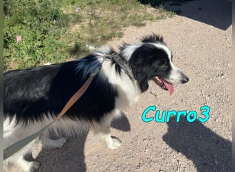 Curro3 geb. 05/2019 (ESP) - liebenswerter, arbeitswilliger Traumhund sucht sein Zuhause!