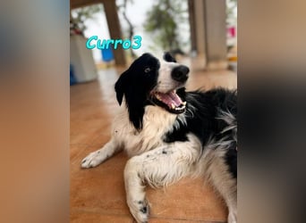 Curro3 geb. 05/2019 (ESP) - liebenswerter, arbeitswilliger Traumhund sucht sein Zuhause!