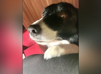 Chat - liebenswerter Senior sucht dringend Gnadenplatz mit Herz