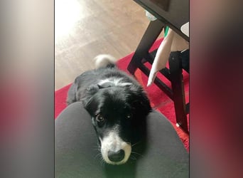 Chat - liebenswerter Senior sucht dringend Gnadenplatz mit Herz