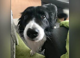 Chat - liebenswerter Senior sucht dringend Gnadenplatz mit Herz