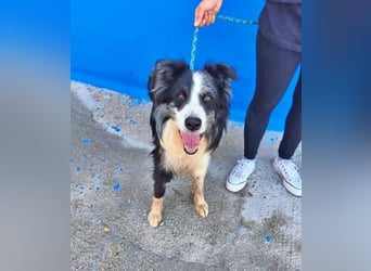 YAS ein menschenbezogener Hundemann