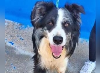 YAS ein menschenbezogener Hundemann