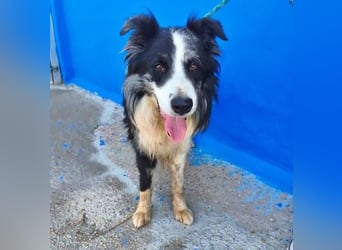 YAS ein menschenbezogener Hundemann