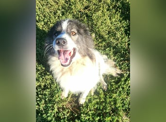 SPRINGSTEEN ♥ - Gerettet aus der Tötung in Moreni