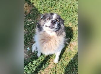 SPRINGSTEEN ♥ - Gerettet aus der Tötung in Moreni