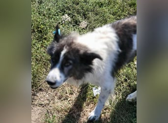 SPRINGSTEEN ♥ - Gerettet aus der Tötung in Moreni