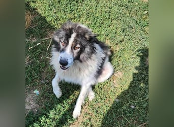 SPRINGSTEEN ♥ - Gerettet aus der Tötung in Moreni