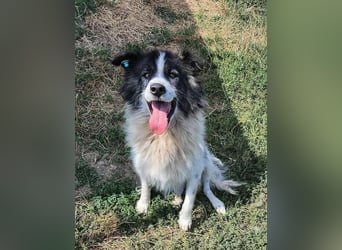 SPRINGSTEEN ♥ - Gerettet aus der Tötung in Moreni