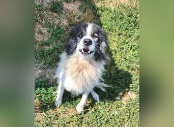 SPRINGSTEEN ♥ - Gerettet aus der Tötung in Moreni