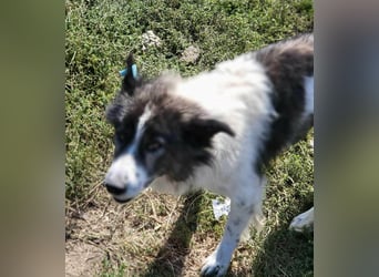 SPRINGSTEEN ♥ - Gerettet aus der Tötung in Moreni