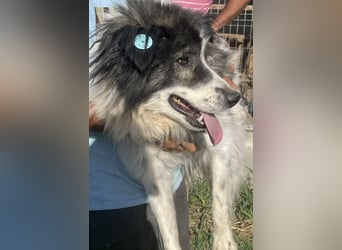 SPRINGSTEEN ♥ - Gerettet aus der Tötung in Moreni