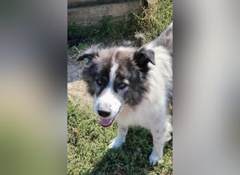 SPRINGSTEEN ♥ - Gerettet aus der Tötung in Moreni