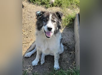 SPRINGSTEEN ♥ - Gerettet aus der Tötung in Moreni