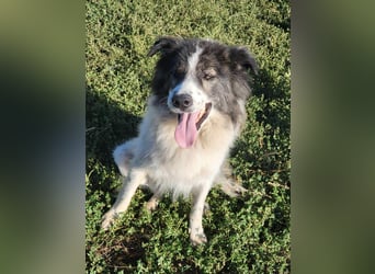 SPRINGSTEEN ♥ - Gerettet aus der Tötung in Moreni