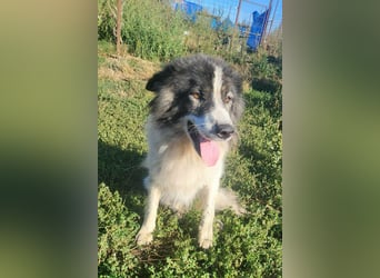 SPRINGSTEEN ♥ - Gerettet aus der Tötung in Moreni