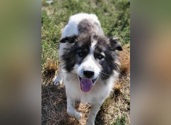 SPRINGSTEEN ♥ - Gerettet aus der Tötung in Moreni