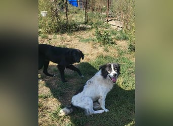 SPRINGSTEEN ♥ - Gerettet aus der Tötung in Moreni