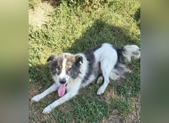 SPRINGSTEEN ♥ - Gerettet aus der Tötung in Moreni