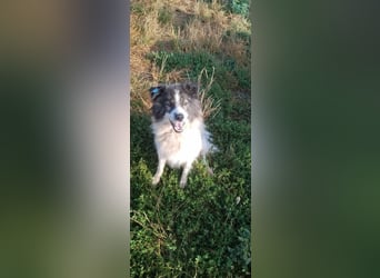 SPRINGSTEEN ♥ - Gerettet aus der Tötung in Moreni