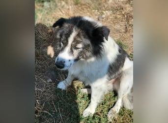 SPRINGSTEEN ♥ - Gerettet aus der Tötung in Moreni