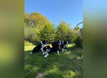 Border Collie Welpe sucht sein Für-Immer-Zuhause