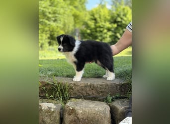 Border Collie Welpe sucht sein Für-Immer-Zuhause