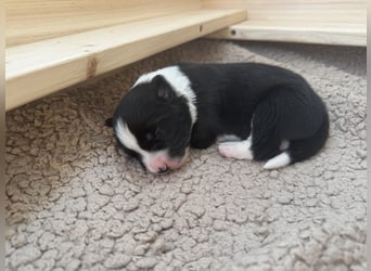 Wunderschöner Border Collie Welpe Rüde sucht liebevolles Zuhause
