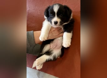 Wunderschöner Border Collie Welpe Rüde sucht liebevolles Zuhause