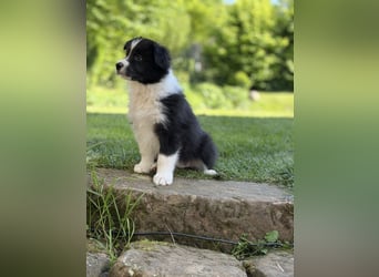 Wunderschöner Border Collie Welpe Rüde sucht liebevolles Zuhause