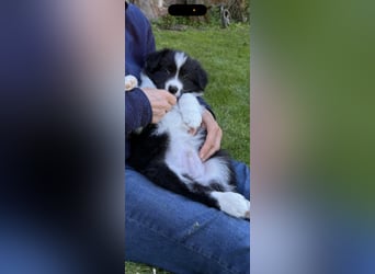 Border Collie Welpe sucht sein Für-Immer-Zuhause